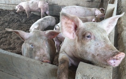 DA helps Calabarzon farmers raise more pigs to meet Xmas demand