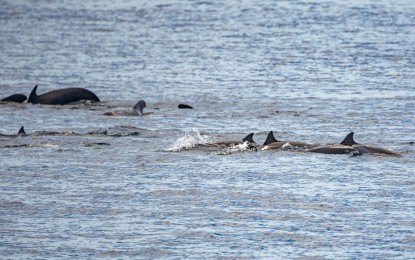 <p><strong>DOLPHINS</strong>. Photo shows dolphins that thrive along the 215,950-hectare Sarangani Bay, which is home to various marine mammals and other species. Over 500 biking enthusiasts and local stakeholders joined a massive mangrove planting on Sunday (Feb. 28, 2021) along the bay’s coastal communities to mark the upcoming 25th anniversary of its declaration as a protected seascape. (<em>Photo courtesy of DENR-12</em>) </p>