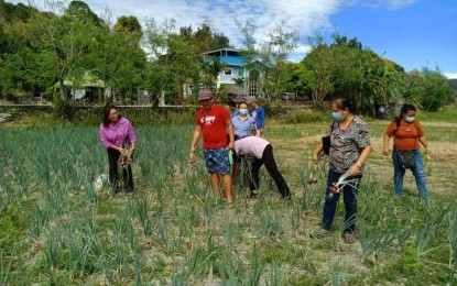 <p><strong>HARVEST TIME</strong>. Onion farmers in Salsalamagui, Vintar, Ilocos Norte harvest red onions on Tuesday (Feb. 9, 2021) with a total of 200 metric tons planted in a 20-hectare farm land. Production cost was estimated at PHP25,000 per hectare while the price of freshly-harvested onions is pegged at PHP35-PHP40 per kilo. (<em>Photo courtesy of the Office of the Provincial Agriculture</em>)  </p>