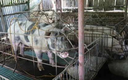 <p><strong>STABLE SUPPLY</strong>. Pork supply in Central Visayas remains stable, the head of the regional agriculture office said on Saturday (Feb. 13, 2021). Cebu has imposed a six-month ban on the export of live hogs and sows to other parts of the country to protect the pork supply in the region. <em>(Photo courtesy of Cebu Provincial Capitol PIO)</em></p>