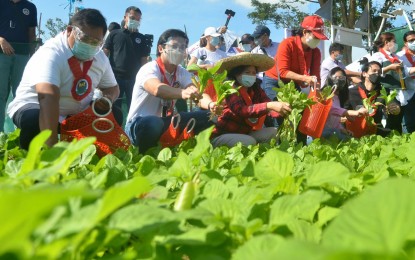 <p><strong>FIRST HARVEST</strong>. Representatives of the Department of Agrarian Reform (DAR) and the local government of Quezon City lead the first harvest of the vegetable garden in New Greenland, Barangay Silanganan on Thursday (Feb. 18, 2021). The “Buhay sa Gulay” project, which is also supported by the Department of Agriculture and the National Task Force on Food Security, was piloted in Quezon City but will be implemented in other urban areas. (<em>PNA photo by Robert Alfiler</em>) </p>
