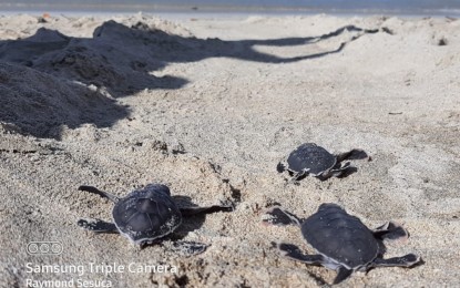 <div dir="auto"><strong>RELEASED.</strong> Baby sea turtles find their way home on Sunday (Feb. 21, 2021) after hatching in a makeshift hatchery in Barangay Saud in Pagudpud, Ilocos Norte. More pawikan releases are expected in the next few days as there is a growing number of pawikans that are being spotted laying their eggs in the area. <em>(Photo courtesy of Raymond Sesuca)</em></div>