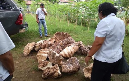 <p><strong>GIANT CLAMS</strong>. The Bureau of Fisheries and Aquatic Resources in Central Visayas reported on Monday (Feb. 22, 2021) that tons of giant clams worth P255 million were confiscated in Negros Oriental last week. The agency said the sale of these marine species is banned by law. <em>(Photo courtesy of BFAR-7)</em></p>