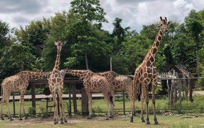 <p><strong>WELCOMING BACK VISITORS</strong>. Giraffes at the Calauit Safari Park in Busuanga town in northern Palawan in this undated photo. The Palawan Information Office on Monday (Feb. 22, 2021) said the reopening to local tourists of the park is being eyed in March. <em>(Photo by the Provincial Information Office)</em></p>