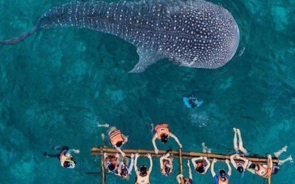 <p><strong>CEBU TOURISM</strong>. This undated photo shows tourists enjoy whale watching in the southern town of Oslob. Cebu no longer requires swab tests from local tourists entering the province<em>. (Photo courtesy of Cebu Provincial Capitol PIO)</em></p>