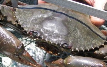<p><strong>REPRIEVE.</strong> The Department of Agriculture’s Bureau of Aquatic Resources will temporarily allow the catching, possessing, transporting, trading, and selling of mangrove crabs. The agency said it wants to support the aquaculture industry to mitigate the economic effects of the Covid-19 pandemic. <em>(Photo courtesy of DA-BFAR)</em></p>