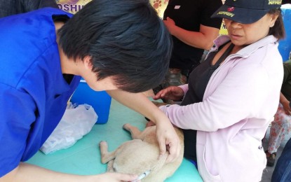 <p>A pet dog being vaccinated against rabies<em>. (PNA photo by Loretta Allarey-Paje)</em></p>