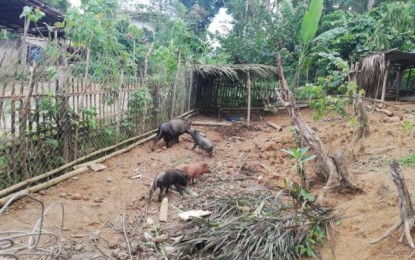 <p><strong>SLOPING FARM</strong>. Native pigs are raised in a portion of the four-hectare Concepcion Carillo Agricultural Farm (CFARM) in Barangay Cairohan, Bingawan, Iloilo in this undated photo. With training and support from the Department of Agriculture, the family was able to convert the sloping land area to become productive.<em> (PNA photo by PGLena)</em></p>