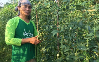 <p><strong>ORGANIC FARMER.</strong> Lyndon Madrid, a farmer from Dingras, Ilocos Norte, grows string beans and other high-value crops such as corn, papaya, and pepper. He uses a mixture of carbonized rice hull, animal manure, and organic fertilizer to improve the fertility of his farmland. <em>(PNA photo by Leilanie Adriano)</em></p>