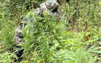 <p><strong>MARIJUANA PLANTS.</strong> A police personnel uproots a marijuana plant in Benguet in this photo taken last February. Authorities have burned fully-grown marijuana plants, with an estimated street value of PHP2 million, that were discovered in two areas in Kibungan, Benguet in separate police operations on March 19 and 21, 2021. <em>(File photo)</em></p>
