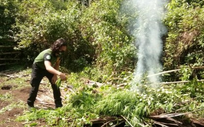 <p><strong>UP IN SMOKE.</strong> A Philippine Drug Enforcement Agency agent burns uprooted marijuana plants in one of two plantations discovered in Barangay Masjid Punjungan, Kalingalan Caluan, Sulu, on Friday (March 26, 2021). The alleged owner of the plantations, a certain Utoh, was not around during the raid. <em>(Photo courtesy of the 11th Infantry Division-PIO)</em></p>
