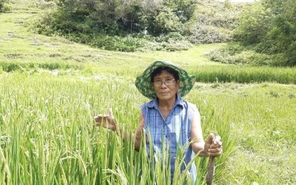 <p><strong>EXPECTING GOOD HARVEST</strong>. Hybrid rice planted on some 108 hectares of fields in Siquijor is ready for harvest in April. The hybrid rice seeds were distributed last year under the Department of Agriculture’s Rice Resiliency Project II.<em> (Photo courtesy of DA-7)</em></p>