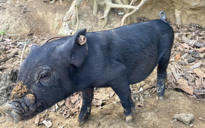 <p><strong>ASF FREE</strong>. Backyard raisers in Ilocos Norte are encouraged to register their hogs to the Provincial Veterinary Office for inventory and monitoring. Ilocos Norte is the only remaining province in Luzon that is free from African swine fever (ASF). (<em>PNA photo by Leilanie G. Adriano</em>) </p>