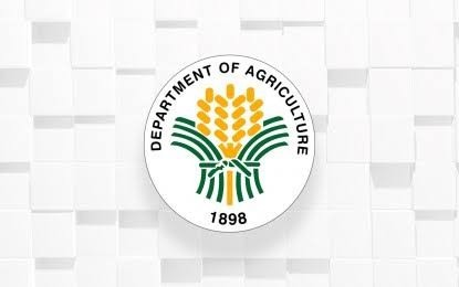 DA helps farmers hit by armyworm infestation in N. Ecija, Tarlac