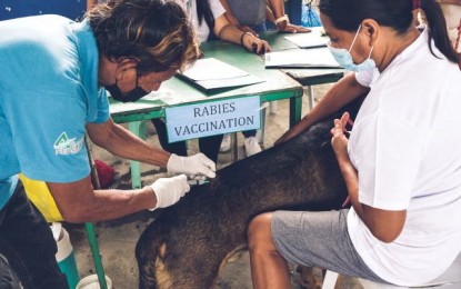 <p><strong>JAB FOR MAN'S BEST FRIEND</strong>. A para-veterinarian conducts an anti-rabies vaccination in E.B. Magalona town last month. The Provincial Veterinary Office on Wednesday (April 21, 2021) said it has been conducting a massive free vaccination in Negros Occidental as part of the efforts to attain a rabies-free province. <em>(File photo courtesy of Municipality of E.B. Magalona Facebook page)</em></p>