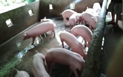 <p><strong>REPOPULATION</strong>. The hog stocks in Western Visayas are expected to increase with the repopulation program implemented in the region. As of the first quarter of 2021, the region has over one million live hogs as per Philippine Statistics Authority inventory, Engr. Remelyn Recoter, regional executive director of Department of Agriculture in Region 6, said on Tuesday (April 27, 2021). <em>(PNA file photo)</em></p>