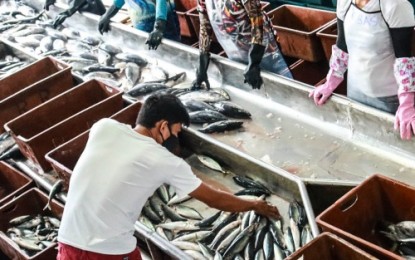 <p><strong>BOUNCEBACK.</strong> Employees unload fish at the General Santos Fish Port Complex in this undated photo. After days of ocean swells caused by Typhoon Bising, the port recorded a significant fish unloading volume increase – 5,218.96 metric tons (MT) on April 22-28 as compared to the previous week's 3,830.81 MT, it was reported on Friday (April 30, 2021). <em>(Photo courtesy of PFDA)</em></p>