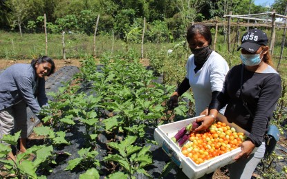 <p><strong>COMMUNAL GARDEN</strong>. Villagers of Purok Tulingan, Barangay Kawit in the northernmost town of Medellin, Cebu are reaping the fruits of their labor in tending their communal garden. The project is part of the "Gulayan sa Barangay" program of the Department of Agriculture<em>. (Photo courtesy of DA-7)</em></p>