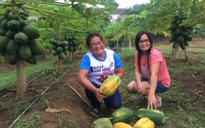 <p><strong>ORGANIC FARM</strong>. These women consumers from San Nicolas and Laoag City prefer to buy fruits from farmers who advocate organic farming. The provincial government of Ilocos Norte has intensified its organic agriculture program providing incentives to farmers using organic-based technologies. <em>(File photo by Leilanie G. Adriano)</em></p>