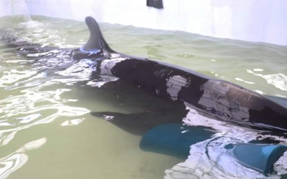 <p><strong>RESCUED. </strong>A false killer whale named Hope is being rehabilitated at the Bureau of Fisheries and Aquatic Resources in Alaminos City, Pangasinan. Hope was rescued after it was stranded in Barangay Eguia Dasol town. <em>(Photo courtesy of LGU Alaminos City) </em></p>