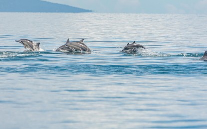 <p><strong>MORE DOLPHINS.</strong> Photo shows the pod of dolphins spotted by environment workers off the coasts of Alabel town, Sarangani province during the regular marine mammal monitoring in the Sarangani Bay from May 12 to 13. Some 150-200 Spinner dolphins (Stenella longirostris) and 16 Risso's dolphins (Grampus griseus) were monitored and documented at the site during the activity.<em> (Photo courtesy of the Sarangani Bay Protected Seascape-Protected Area Management Office)</em></p>