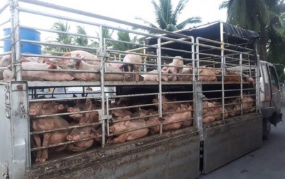 Hog traders in NegOr warned vs. 'fake' transport documents | Philippine  News Agency