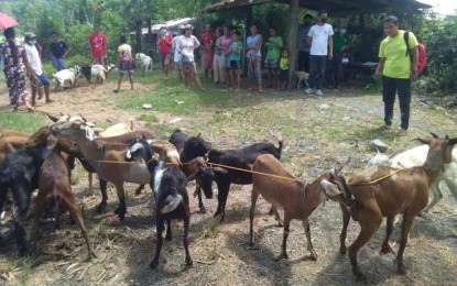 <p><strong>FOR BREEDING</strong>. Four farmers' associations in San Remigio, Antique receive breeding goats under the Department of Agriculture Special Area for Agricultural Development (SAAD) program on May 12, 2021. The goats were given to farmers for their livelihood. <em>(Photo courtesy of Rhea Dacallo)</em></p>