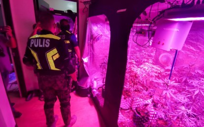 <p><strong>MARIJUANA GREENHOUSE.</strong> Police and anti-narcotics agents discover a marijuana greenhouse inside a condominium unit during a buy-bust in Taguig City on Thursday (May 13, 2021). Authorities seized PHP2.2 million worth of kush and PHP95,000 worth of shabu from the couple operating the greenhouse. <em>(Photo courtesy of NCRPO)</em></p>