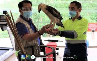 <p><strong>RESCUED HAWK-EAGLE.</strong> Executive Director Nonito M. Tamayo of the Department of Environment and Natural Resources in Caraga (DENR-13) receives a rescued juvenile male Philippine hawk-eagle (Nisaetus pinskeri) from an employee of the Philsaga Mining Corporation (PMC) on Friday (May 14, 2021). The bird of prey, which was found in good condition, was turned over to the Regional Wildlife Rescue Center in Kitcharao, Agusan del Norte, for further observation. <em>(Photo courtesy of DENR-13)</em></p>