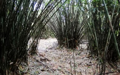 <p><strong>NATURE'S WONDER</strong>. The bamboo garden within the Tanguile Trail in upland Mahagnao village in Burauen, Leyte. The Tanguile Trail launched on Saturday (May 15, 2021) is named after the dipterocarp Tanguile trees dominant in the area, giving visitors the experience of what it is to “commune with nature and immerse in a forest atmosphere.” <em>(PNA photo by Sarwell Meniano)</em></p>