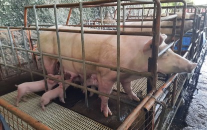 <p><strong>ASF WATCH</strong>. The Department of Agriculture in Central Visayas (DA-7) is collectively sustaining the conduct of monitoring and surveillance activities to prevent entry of the African swine fever (ASF) virus into the region. The Bantay ASF sa Barangay (BABay ASF) and Internal Command System (ICS) for ASF Response has been commended for their efforts and determination in preventing the entry of the hemmorhagic fever virus that could infect pigs and boar in the area.<em> (PNA photo by John Rey Saavedra)</em></p>