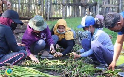 <p><strong>SEEDS OF SUSTAINABILITY</strong>. Residents in Southern Philippines prepare to plant about 6,000 pieces of mangrove propagules on April 28, under the auspices of the Ministry of Agriculture, Fisheries and Agrarian Reform of the Bangsamoro Autonomous Region in Muslim Mindanao. The activity was held along the shoreline of Barangay Buhanginan in Patikul Sulu. (<em>Bangsamoro Information Office/Photos from MAFAR</em>)</p>