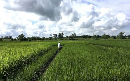 <p><strong>GOOD FARMING PRACTICES.</strong> A farmer from the Science City of Muñoz, Nueva Ecija has been enjoying high palay yields since 2020 due to good farming practices recommended by the Philippine Rice Research Institute. He also attributed his higher production to high-quality seeds. <em>(Photo courtesy of PhilRice)</em></p>