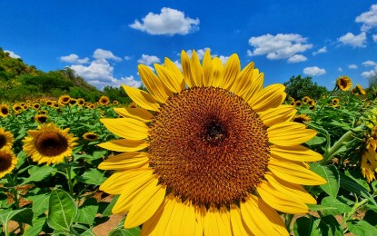 <p><strong>FLOWER POWER</strong>. The sunflower farm in Piddig, Ilocos Norte continues to attract visitors amid the pandemic. Located in Maruaya village, the farm is open from 7 a.m. to 6 p.m. daily. (<em>Photo courtesy of Quirino Lucas Agustin</em>) </p>