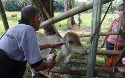<p><strong>ARTIFICIAL CATTLE PRODUCTION</strong>. The artificial insemination program of the Department of Agriculture has produced more than 7,000 calves in various municipalities in Cebu. The Unified National Artificial Insemination Program of the DA aims to increase and upgrade the cattle/carabao herd as well as the dairy industry in the country. <em>(Photo courtesy of DA-7)</em></p>