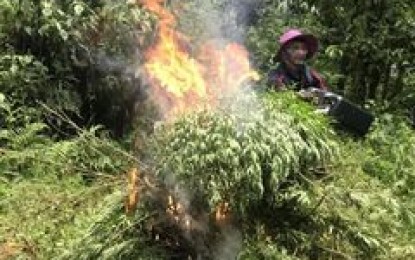 <p><strong>UP IN FLAMES. </strong>Cordillera police operatives burn fully grown marijuana plants they discovered in two plantation sites in the mountains of Sitio Palwa, Sagpat, Kibungan, Benguet on Friday (June 4, 2021). Col. Elmer Ragay, chief of the regional police’s intelligence division, said with the help of K-9s, they discovered 12 sacks of dried marijuana leaves, seeds, and stalks, with an estimated street value of PHP45.9 million, ready for transport. (<em>Photo courtesy of Col. Elmer Ragay</em>) </p>