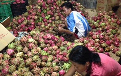 <p><strong>DRAGON FRUIT HARVEST</strong>. Dragon fruits are in season again in Ilocos Norte. Dragon fruits are available from June to November. (<em>Contributed photo</em>) </p>