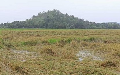 <p><strong>DAMAGED FARM</strong>. A flooded rice farm in Pontevedra, Negros Occidental after the heavy rains brought by Tropical Storm Dante in the first week of June 2021. Some PHP8.3 million in production losses were reported by crop farmers and animal raisers as of Tuesday (June 8, 2021). <em>(Photo courtesy of OPA-Negros Occidental)</em></p>