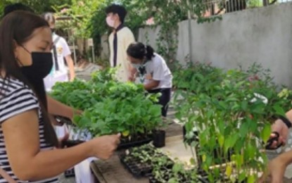 N. Ecija school sustains food security drive thru free seedlings