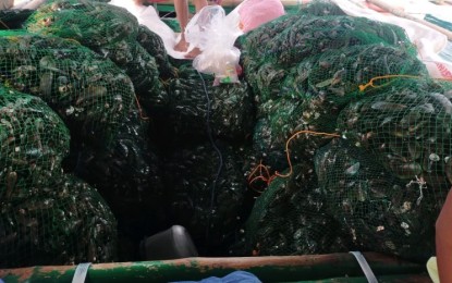 <p><strong>SEIZED</strong>. Some of the green mussels confiscated in Carigara Bay on Wednesday (June 9, 2021). Joint seaborne operations by the Bureau of Fisheries and Aquatic Resources (BFAR) Fisheries Protection and Law Enforcement Group and Philippine Coast Guard led to the seizure of green mussels harvested in the red tide-hit bay. <em>(Photo courtesy of BFAR)</em></p>