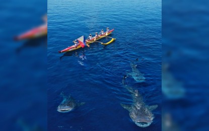 <p><strong>GENTLE GIANTS</strong>. Whale sharks are seen surrounding the six-man team of the Philippine Outrigger Canoe Club as it paddles through the seas off the southern town of Oslob in Cebu. The group is on a 200-kilometer, five-day canoeing expedition from Cebu City to southwestern town of Moalboal. <em>(Photo courtesy of Ted Madamba)</em></p>