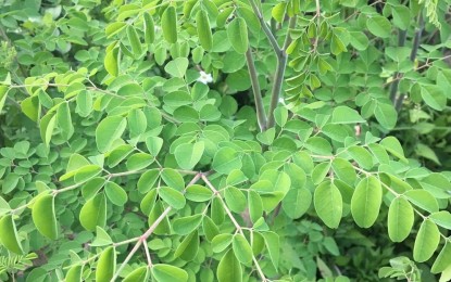 <p><strong>SUPERFOOD</strong>. The green leafy Moringa oleifera is planted in every home in Ilocos Norte. Soon, a moringa manufacturing plant is expected to move in the province to generate more jobs and livelihood. (<em>PNA photo by Leilanie G. Adriano</em>)   </p>