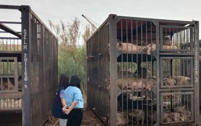 <p><strong>HOG SHIPMENT</strong>. Live hogs from Negros Occidental are prepared to be shipped to different parts of Luzon earlier this month. More than 17,700 heads were delivered to various areas across the country from April to the middle of June this year, the Provincial Veterinary Office said on Wednesday (June 16, 2021). <em>(Photo courtesy of PVO-Negros Occidental)</em></p>