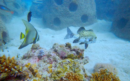 <p><strong>THRIVING MARINE ECOSYSTEM</strong>. Various species of fish shown in an undated photo are observed thriving in the Marine Protected Area of Colorada Point in Barangay Tigbao, Aroroy, Masbate. This was believed to be the result of the deployment of reef balls and planting of coral fragments by the mining firm Philippine Gold Processing & Refining Corporation starting in 2017. <em> (Photo courtesy of PGPRC)</em></p>
