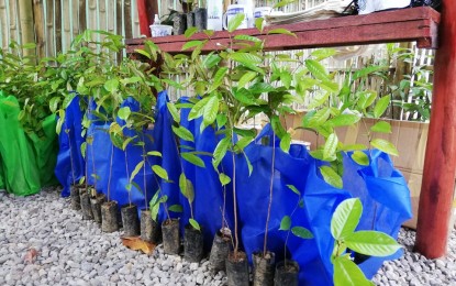<p><strong>TREE-PLANTING</strong>. Some Yakal tree seedlings ready for distribution on Thursday (June 24, 2021) in Palo, Leyte. The Department of Environment and Natural Resources in Eastern Visayas has renewed its call to the public to plant trees as the country celebrates Philippine Arbor Day on June 25. <em>(PNA photo by Sarwell Meniano)</em></p>