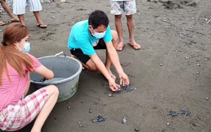 86 turtle hatchlings released back to sea in Antique ...