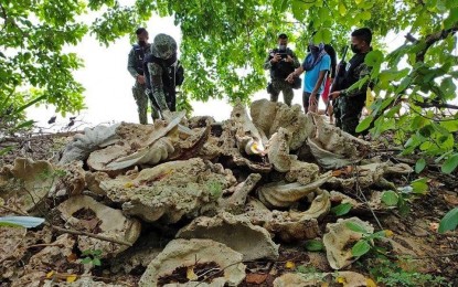 <p><strong>'TAKLOBO' SEIZED.</strong> Maritime law enforcers inspect several giant clams, locally known as “taklobo”, after an operation in Palawan on June 28, 2021. The Philippine Coast Guard said about 15 tons of fossilized “taklobo”, worth about PHP250 million, were seized during the operation. <em>(Photo courtesy of PCG)</em></p>