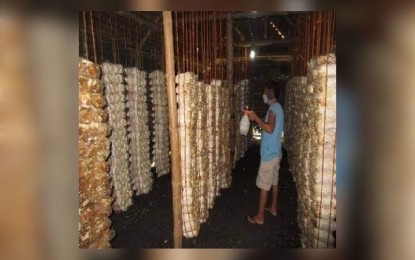 <p><strong>GROWING MUSHROOMS</strong>. A person deprived of liberty (PDL) tends to mushroom grow bags at the cultivation area of the Antique Rehabilitation Center (ARC) in San Jose de Buenavista in this undated photo. The ARC management has been training the PDLs on mushroom production. <em>(Photo courtesy of ARC)</em></p>