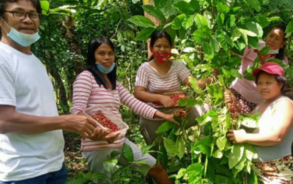 <p><strong>FARMING</strong>. Farmers in Tongonan village in Ormoc City harvesting coffee in this undated photo. A joint venture between the government and the Energy Development Corp. (EDC), it is seen to uplift the lives of upland farmers in this city engaged in coffee and cacao farming, said the EDC press statement on Tuesday (July 6, 2021). <em>(Photo courtesy of Energy Development Corp.)</em></p>