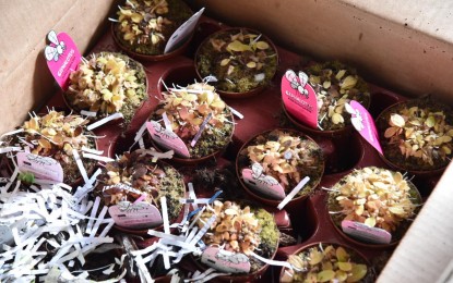 BOC seizes 276 imported carnivorous plants in Pasay warehouse